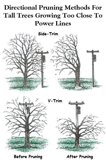 pruning methods