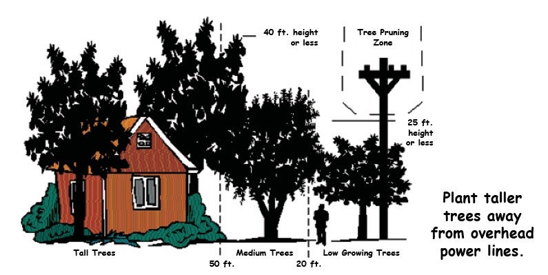pruning-methods-2